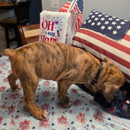 Boxer Puppies from Smith's Boxers