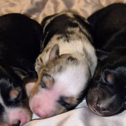 Stitch - Blue merle male Toy Australian Shepherd puppy in Fresno, California from Alpine Tails