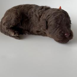 Pancake - Chocolate male Goldendoodle puppy in Pulaski, Tennessee from Doodle My Heart