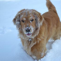 Golden Retrievers from Cascade Mountain Goldens