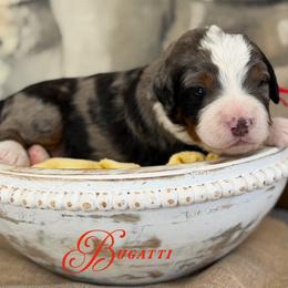 Bugatti - Blue merle male Bernedoodle puppy in Henry, Illinois from Rowe Farms Doodles