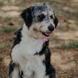 Aussiedoodles from Coastal Carolina Doodles