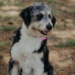 Aussiedoodles from Coastal Carolina Doodles