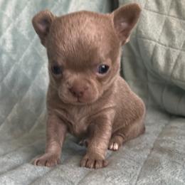 Girl 2 - Chocolate blue female Chihuahua puppy in Orlando, Florida from iLuvChihuahuas