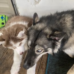 Siberian Husky Puppies from TRUHUSKY SIBERIANS