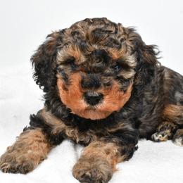 Willow - Tri-color female Cavapoo puppy in Millersburg, Ohio from Ohio Puppy Paws