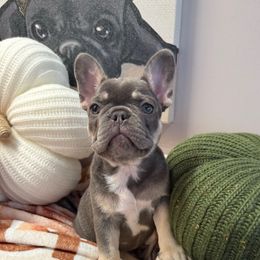 Sugar - Tricolors female French Bulldog puppy in Elberta, Alabama from Blue Ribbon French Bulldogs