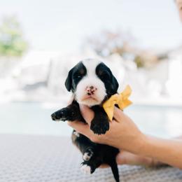 Sunny - Tri-color female Bernedoodle puppy in Murray, Utah from Sun Valley Doodles