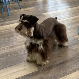 Alivia - Miniature Schnauzer