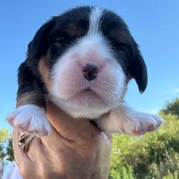 Dolly - Tri-color female Cavalier King Charles Spaniel puppy in Enid, Oklahoma from Laurel Crown Cavaliers