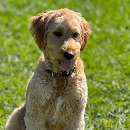 Arwynn - Goldendoodle