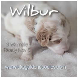 Wilbur- Blue Collar - Parti male Goldendoodle puppy in Fort Worth, Texas from Stacy Warwick