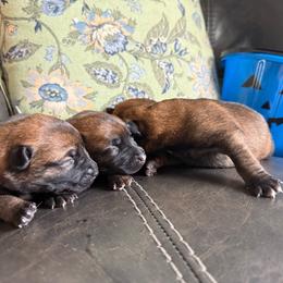 Male 3 - Mahogany male Belgian Malinois puppy in Denver, Colorado from Morales Kennels