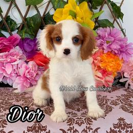Dior - Blenheim female Cavalier King Charles Spaniel puppy in Hollywood, Florida from World Class Cavaliers