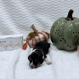 Pocket Beagle Female 1 - Black tan and white female Beagle puppy in Gentry, Arkansas from HC Puppy Ranch