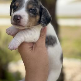 3800-Valentino - Dapple male Dachshund puppy in Winter Haven, Florida from Dreamwork Dachshunds
