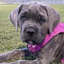Cane Corso Puppies from Ragnarok kennels