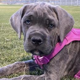 Cane Corso Puppies from Ragnarok kennels