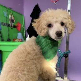Bichon Frises and Poodles from Cheri Ebert's Poodles and Bichon Frise