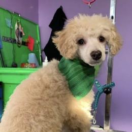 Bichon Frises and Poodles from Cheri Ebert's Poodles and Bichon Frise
