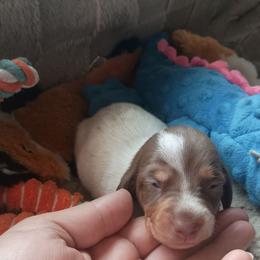 Teddy - Chocolate and tan male Dachshund puppy in Sacramento, California from Family and Farm Friendly Dachshund