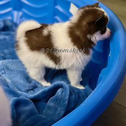Pomsky Puppies from 916 Pomskies
