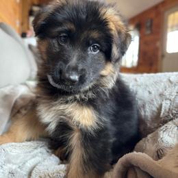 Ivy - Black and red female German Shepherd puppy in Garland, Maine from Vom Schön Traumhund