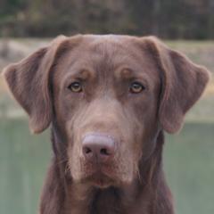 Wilson - Labrador Retriever