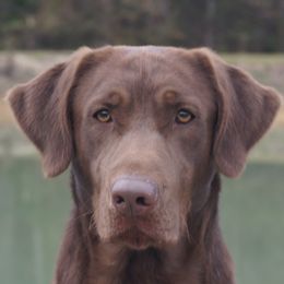 Wilson - Labrador Retriever