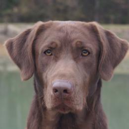 Wilson - Labrador Retriever