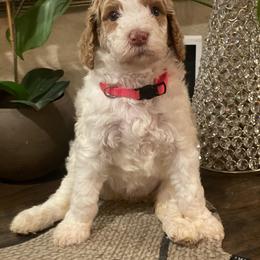 Cavapoo and Poodle Puppies from Sac-Town Poodles and Doodles