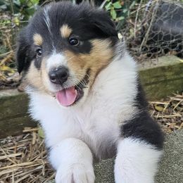 Collies from Strawberry Patch Collies