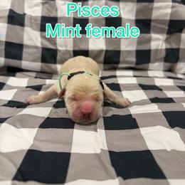 Mint - Golden female Golden Retriever puppy in Salt Lake City, Utah from Soaring golden retrievers
