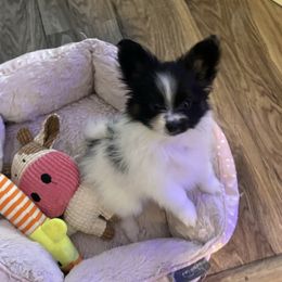 Papillon Puppies from Heavenly-papillons