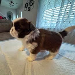 Reese's - Liver and white male Shih Tzu puppy in Hermiston, Oregon from Butterfly Shih Tzu Pups