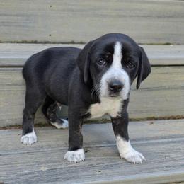 Rocco - Brindle male Mountain Cur puppy in Moundsville, West Virginia from Mountaineer Mountain Curs