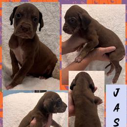 Jason - Chocolate male Great Dane puppy in Wellsville, New York from Prophecy Danes