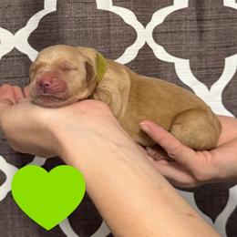 Lime Green - Grace - Golden female Golden Retriever puppy in Cadillac, Michigan from K & M Golden Retrievers