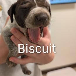 Biscuit - Liver roan female German Shorthaired Pointer puppy in Boulder Creek, California from Paloma Vista Ranch