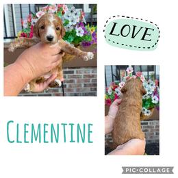 Clementine - Red  female Goldendoodle puppy in Chattanooga, Tennessee from Scenic City Doodles