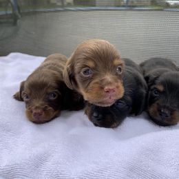 Dachshund Puppies from L & A Dachshunds