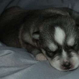 Siberian Husky Puppies from Xk siberians