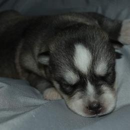 Siberian Husky Puppies from Xk siberians