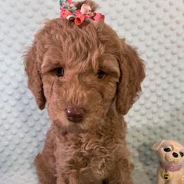 Goldendoodle Puppies from Aimee Schamback