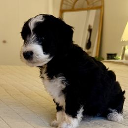 Girl 3 - Black and white female Aussiedoodle puppy in Scottsboro, Alabama from Lisa’s Curly Puppies
