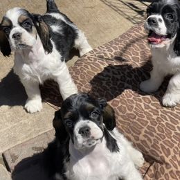 Cocker Spaniel Puppies from Gypsyrose Cockers