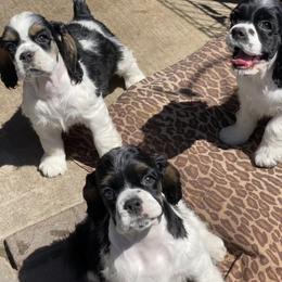 Cocker Spaniel Puppies from Gypsyrose Cockers