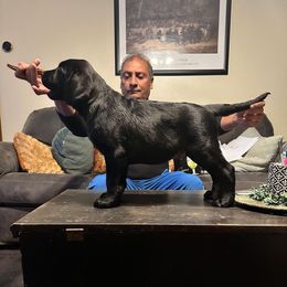 Floki - Labrador Retriever