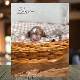 Bridgestone - Red  male Goldendoodle puppy in New Harmony, Indiana from Cottonwood Farms