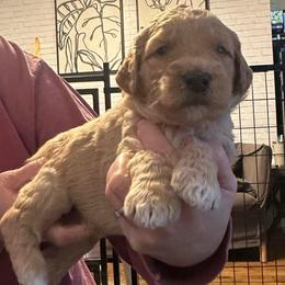 Zola - Apricot female Goldendoodle puppy in Prosperity, Pennsylvania from Stelladoodles & Company